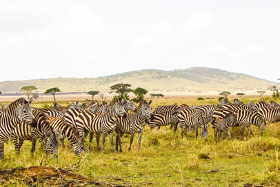 14 Days kenya pole pole safari_