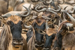 Read more about the article 2 Days Maasai Mara (By Flight)