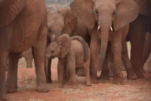 Read more about the article 2 Days Tsavo East National Park