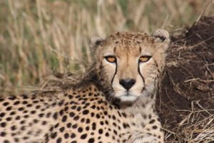 Read more about the article 2 Days Tsavo East saltlick