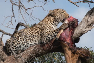Read more about the article 3 Days Maasai Mara
