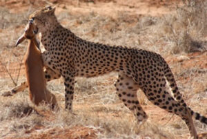 Read more about the article 3 Days Tsavo East and West National Park