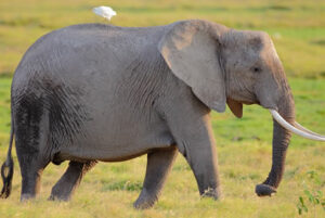 Read more about the article 8 Days Kenyan Circuit Safari (VIP Treat)