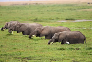 Read more about the article 3Days Tsavo West /Amboseli