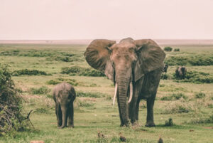 Read more about the article 4 Days Tsavo East/Amboseli and West