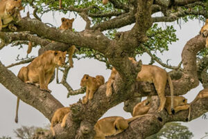 Read more about the article 5 Days Tanzania Camping Safari