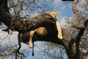 Read more about the article 5 Days – Tanzania / Kenya Safari