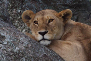 Read more about the article 16 Days Lifetime Adventure– Tanzania Kenya Safari (4X4 Jeep)