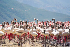 Read more about the article 7 days Kenyan Safari by Road