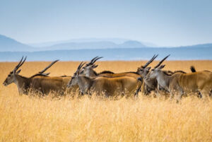 Read more about the article 8 Days Simba Oryx Safari